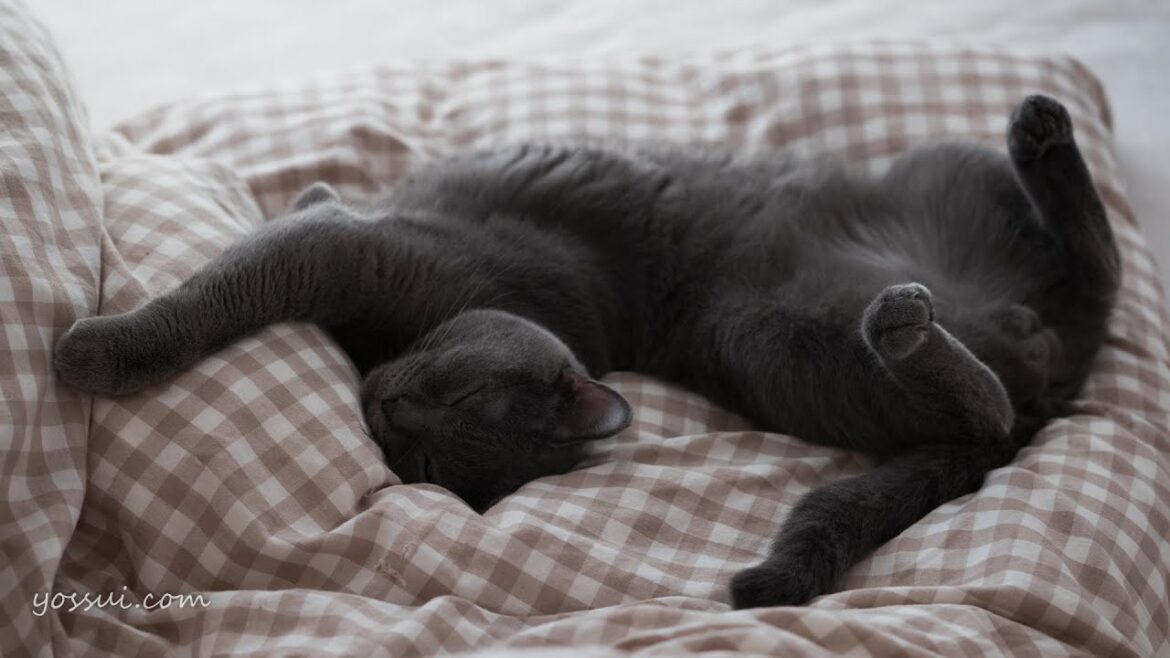 可愛いシャルトリュー なでなでされて気持ち良さそう♪