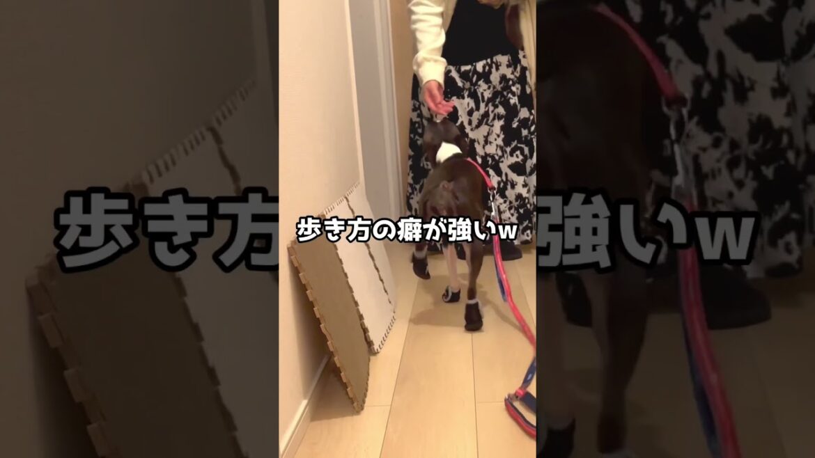 初めて靴を履いたボストンテリアの動きがやばいw