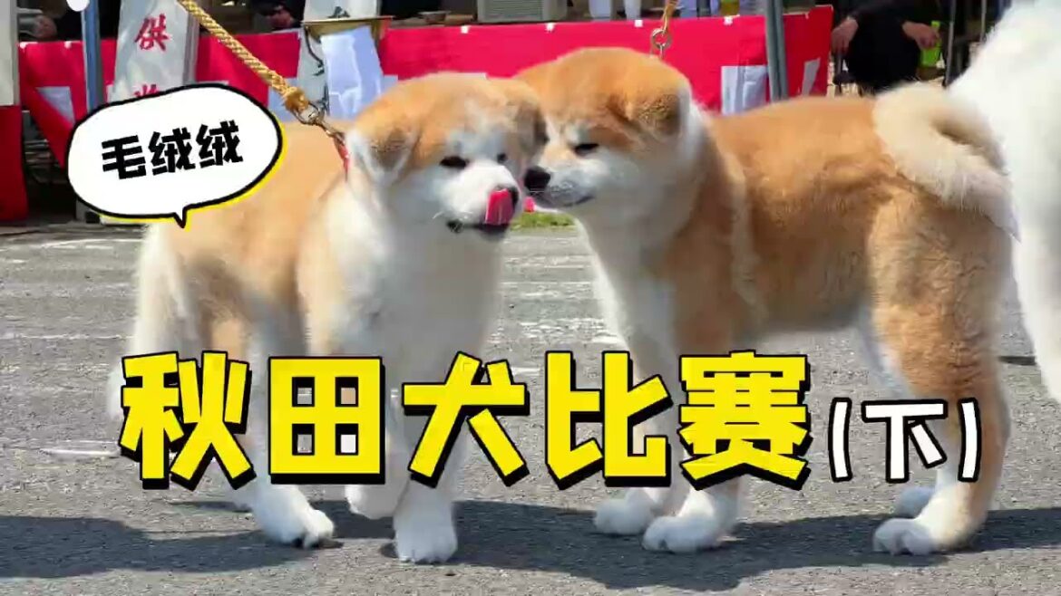 這是你心目中的秋田犬嗎？日本秋田犬比賽（下）