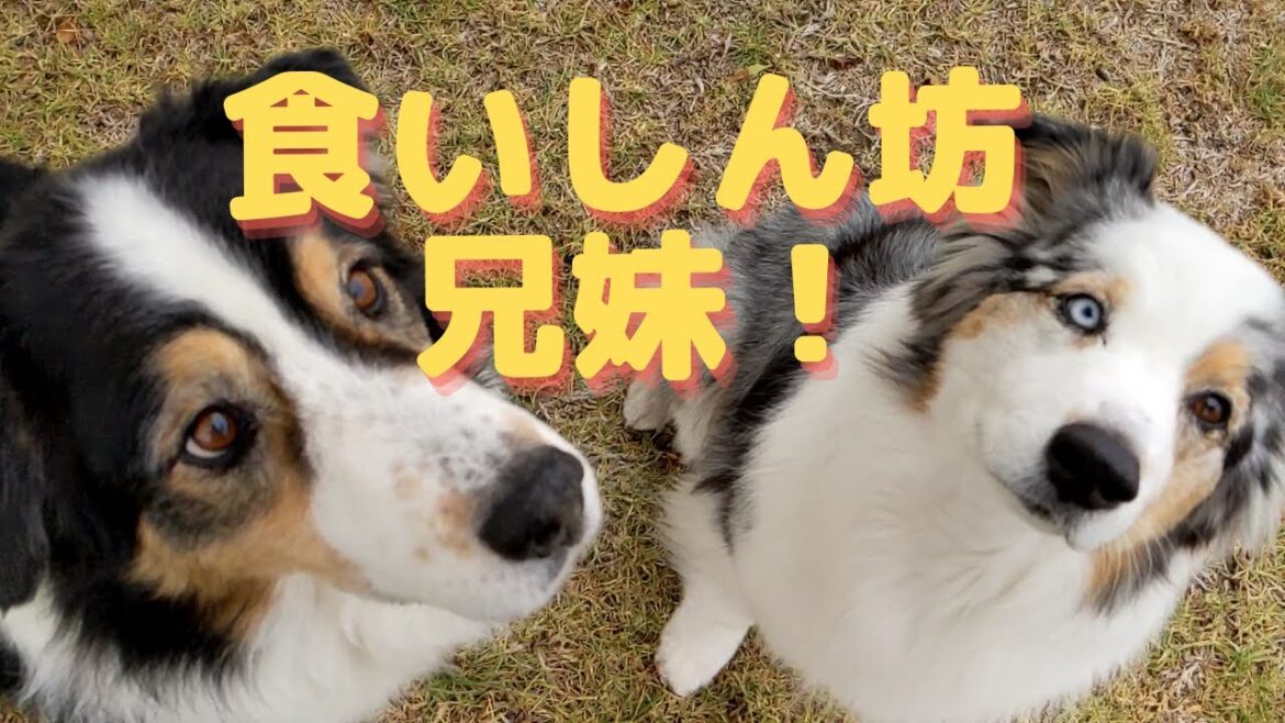 愛犬のお兄さんも食いしん坊【Australian Shepherd】オーストラリアンシェパード