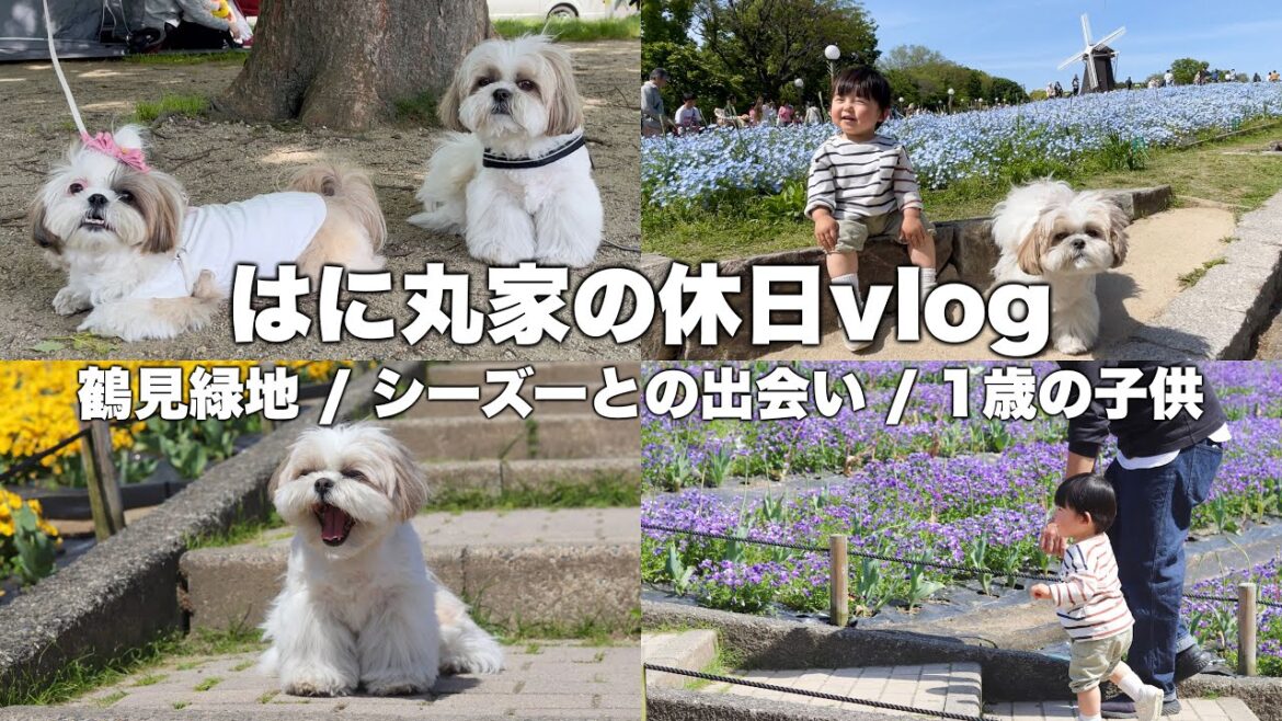 【かわいい】シーズー犬と1歳の子供を連れて鶴見緑地に遊びに行ってきた！【休日vlog】