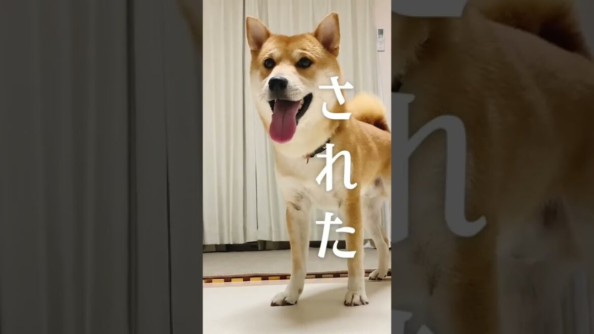 自由を知った柴犬こむぎは訳も分からずに激しくあるじのステップを祝福した