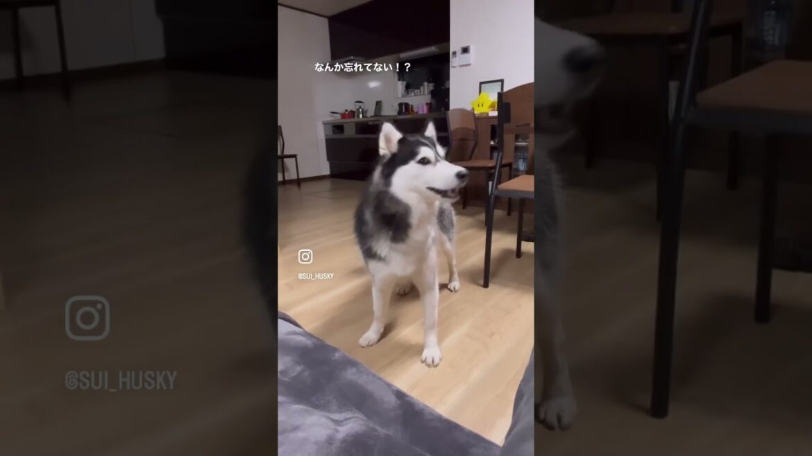 夜のお散歩後にソファでくつろいでいるとご飯の催促をしてくるハスキー犬