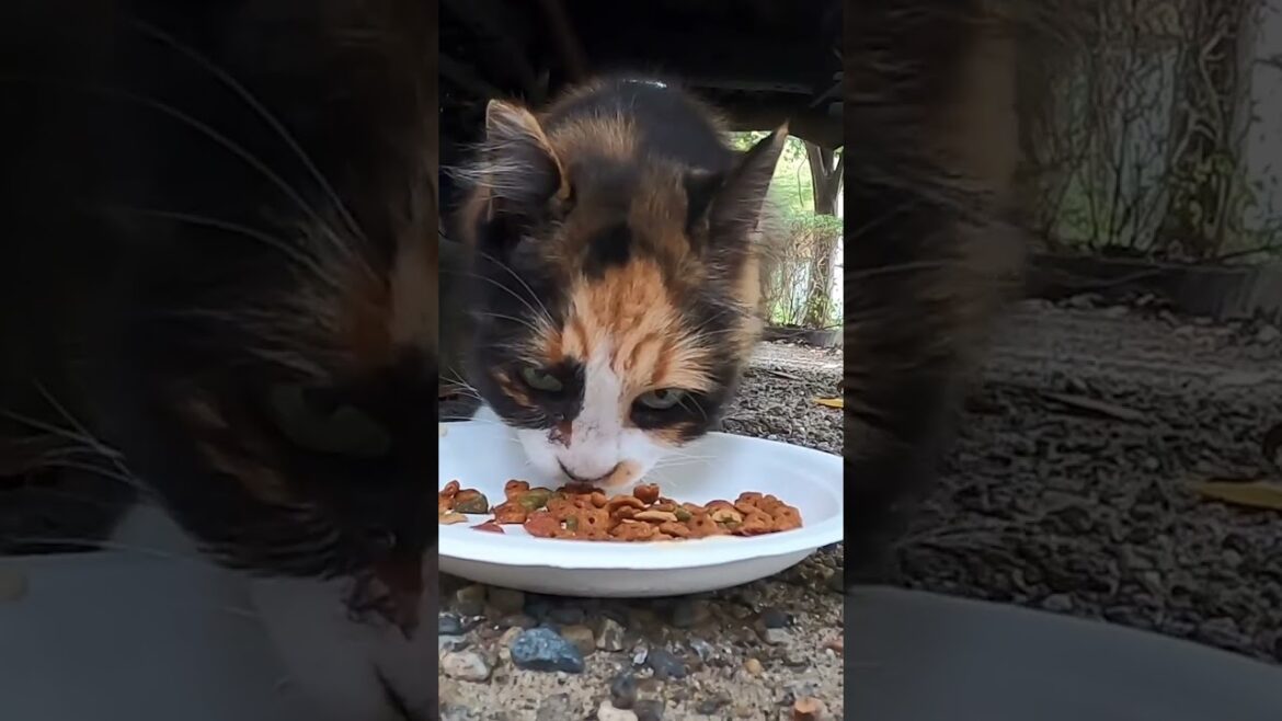 駐車場で暮らす茶猫と長い毛の三毛猫が美味しそうに食べた。A brown cat and a calico cat living in a parking lot ate food.　 Vol.568