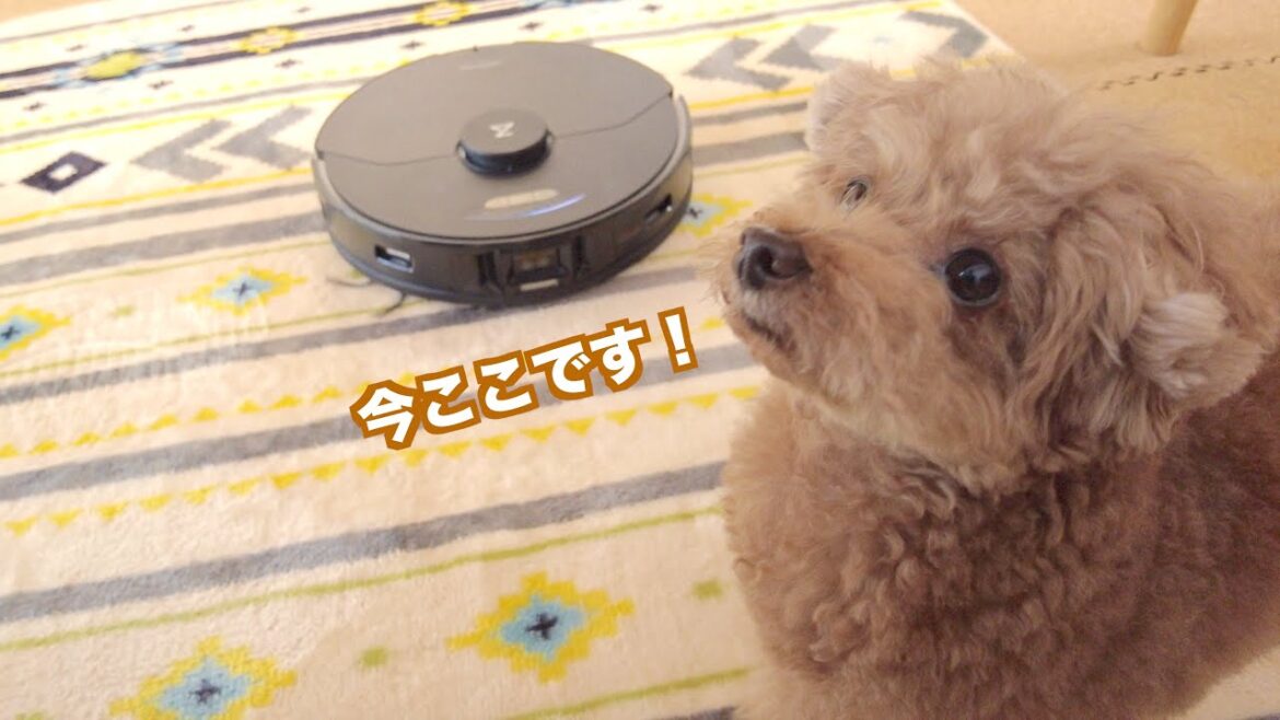 お掃除ロボットの場所を逐一教えてくれる愛犬が愛おしい♪