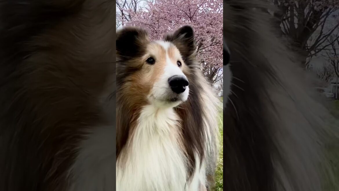 桜の季節は、少し切なくなるね🥺 桜の季節は、少し切なくなるね🥺