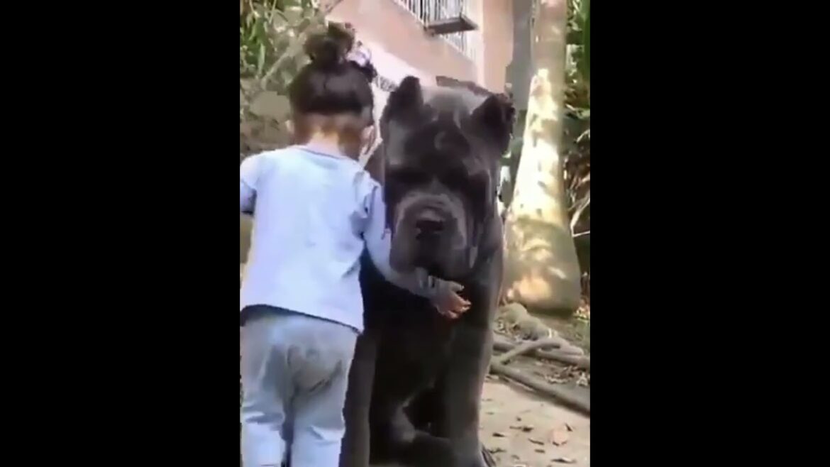 Baby And Nepolitan Mastiff shorts #nepolitanmastiff #dogshorts #viraltiktokvideo #around-ME #shorts