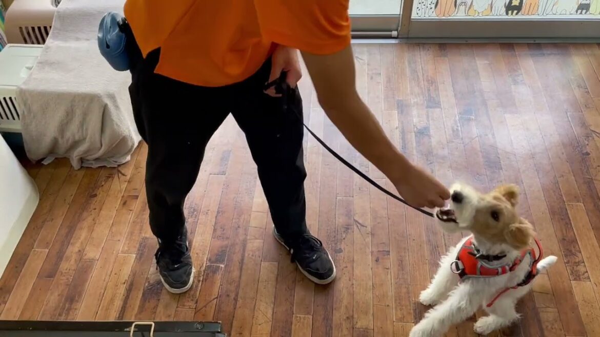 ワイヤーフォックステリアの”ジルくん”と室内で人の横で歩く練習! ワイヤーフォックステリアの”ジルくん”と室内で人の横で歩く練習!