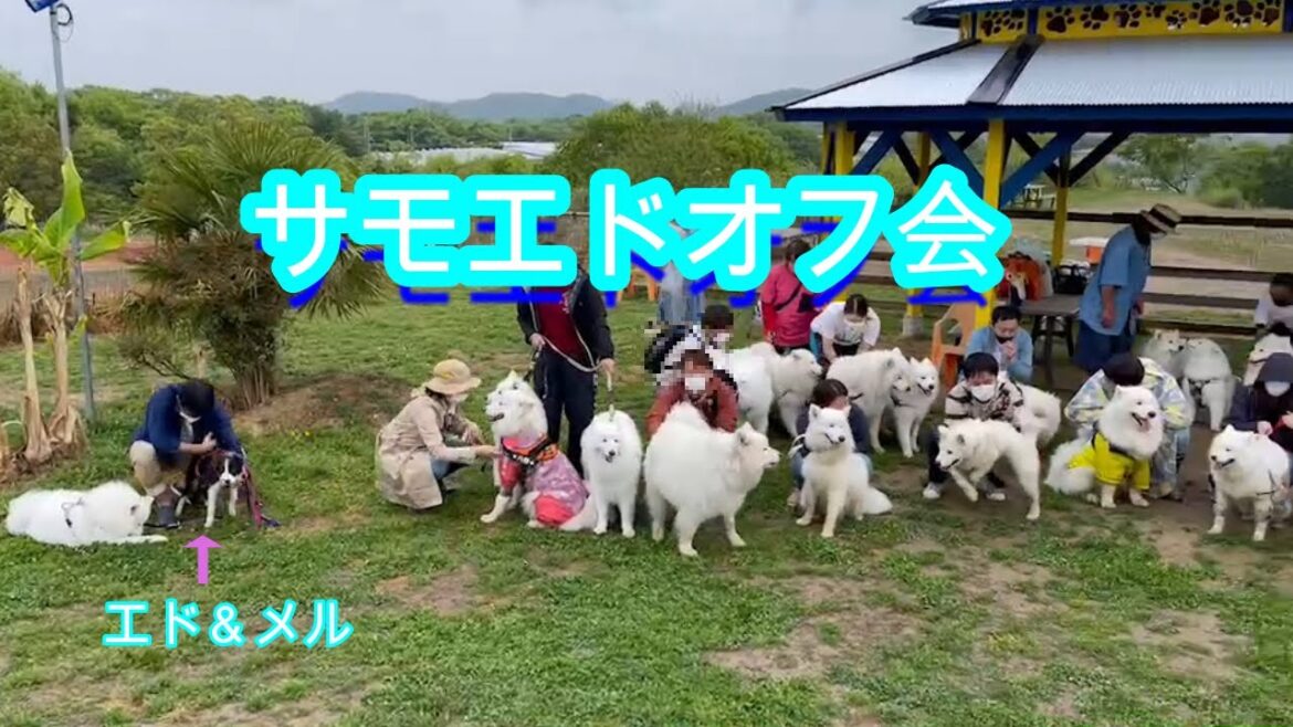 サモエドオフ会