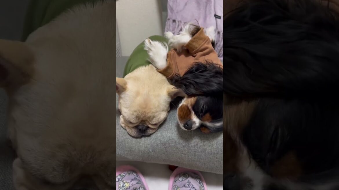 寝方のクセが強すぎるキャバリアww#キャバリア #フレンチブルドッグ #多頭飼い #いぬ #shorts