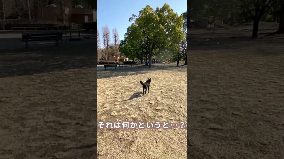 【甲斐犬】ツムギ、はじめてシャボン玉を見る