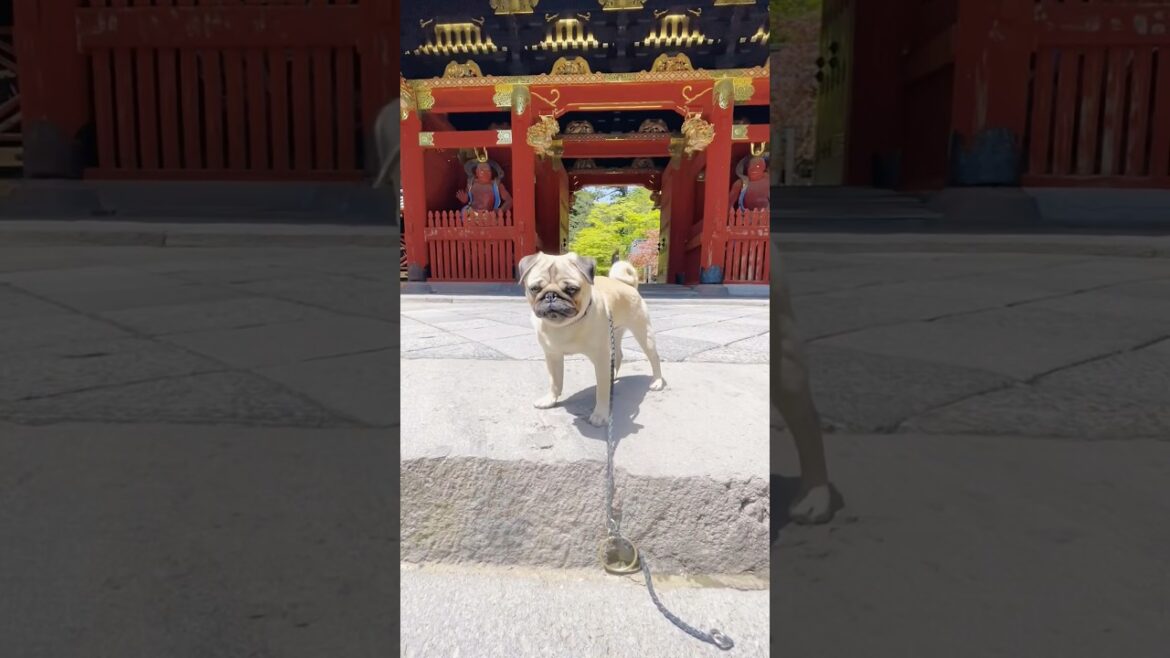 [パグ]仁王立ち🐶 (temple and dog) #日光東照宮 #shorts