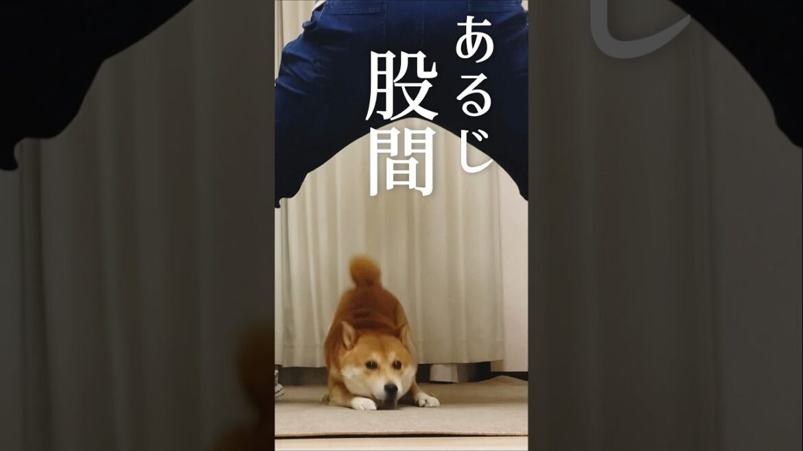 予想外な決着を後悔する柴犬こむぎ【あるじのステップ】hard boiled shiba inu