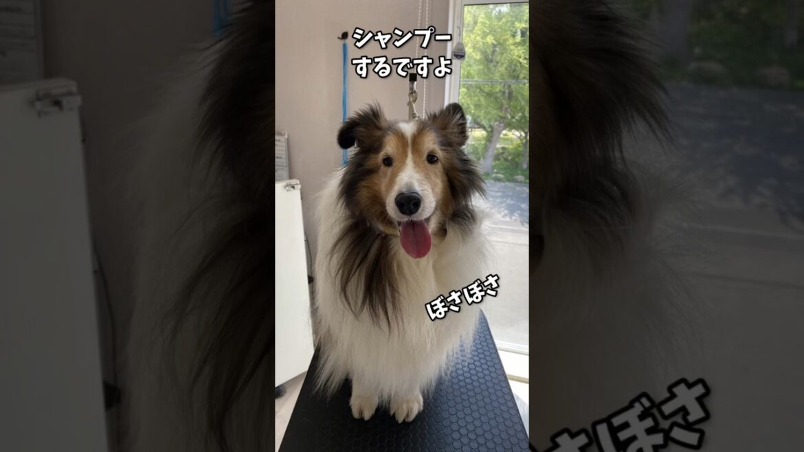 シャンプーして変身したよ💖 《シェルティ》 シャンプーして変身したよ💖 《シェルティ》