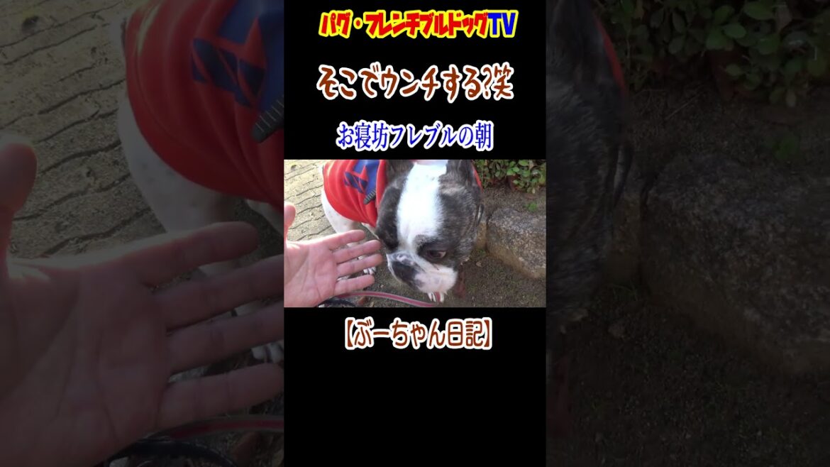 そこでウンチするか! お寝坊のフレンチブルドッグ 『ぶーちゃん日記』 そこでウンチするか! お寝坊のフレンチブルドッグ 『ぶーちゃん日記』