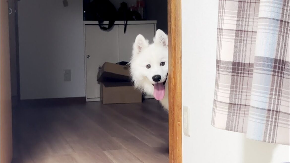 ひとりで眠れない犬が寝室に遊びにきました。【サモエド】