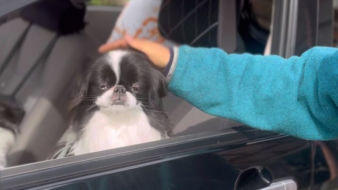 大好きなじいじとお別れの瞬間、寂しすぎた犬がこうなっちゃいました...【日本犬狆】
