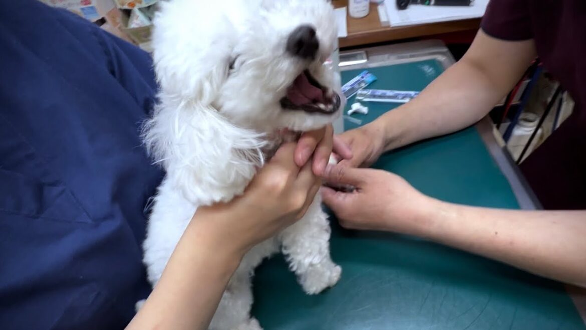 【急遽】注射が大嫌いな犬が久々の採血を受けたが血管が細すぎて首から血を取ることに
