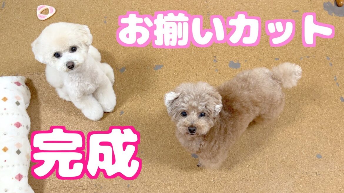 ついに兄妹おそろいカットが完成しました♪【トリミング】