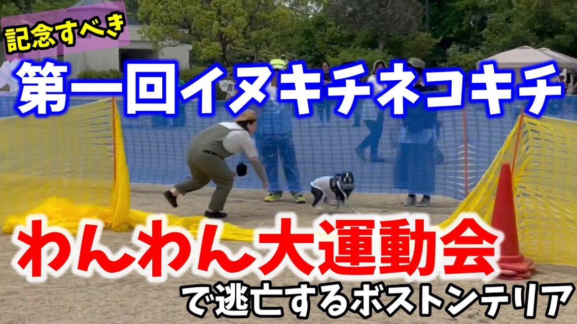 【ボストンテリアのテンくん】vol.53 初めての運動会