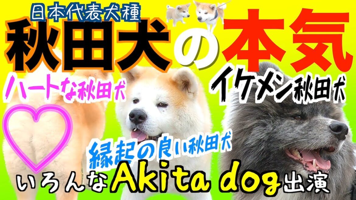 【番外編】可愛い❗️おもしろ❗️ハプニング⁉️秋田犬たちがオフ会で本気をだしてきた😆いろんなAkita dogが出演するよ٩( ᐛ )و