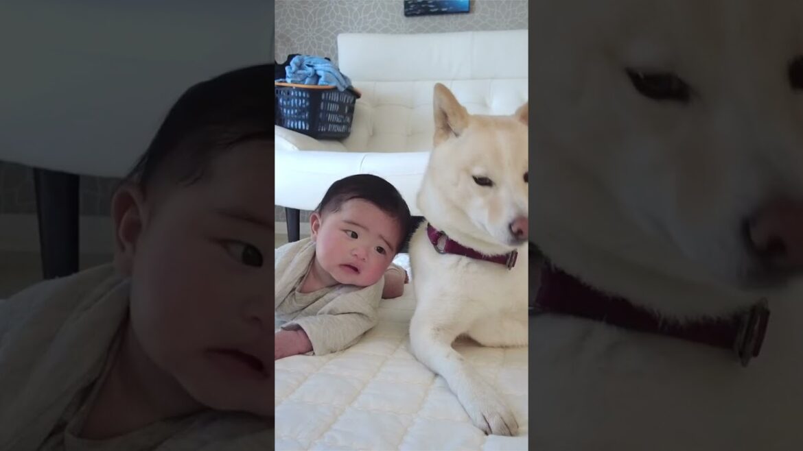 思わず笑ってしまう！柴犬が赤ちゃんの初めての寝返りを見た反応！　#shorts