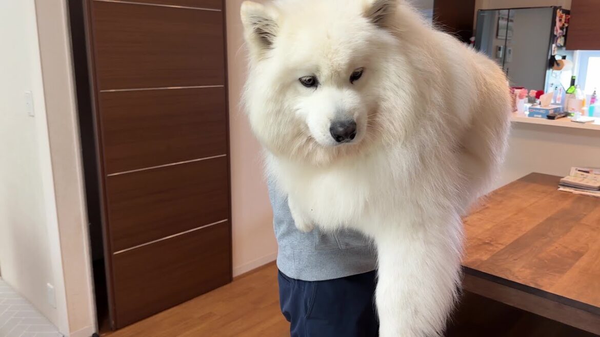無の境地で体重測定を淡々とこなす、もふもふ犬サモエド samoyed