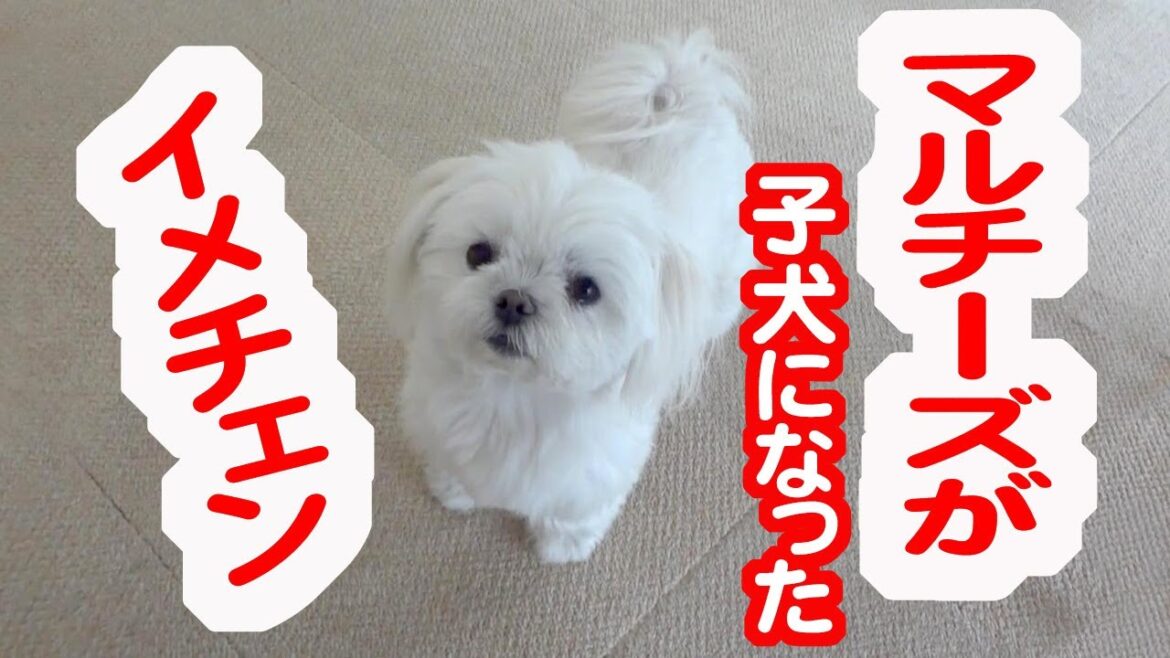 イメチェンして子犬のようになったマルチーズが可愛過ぎる。