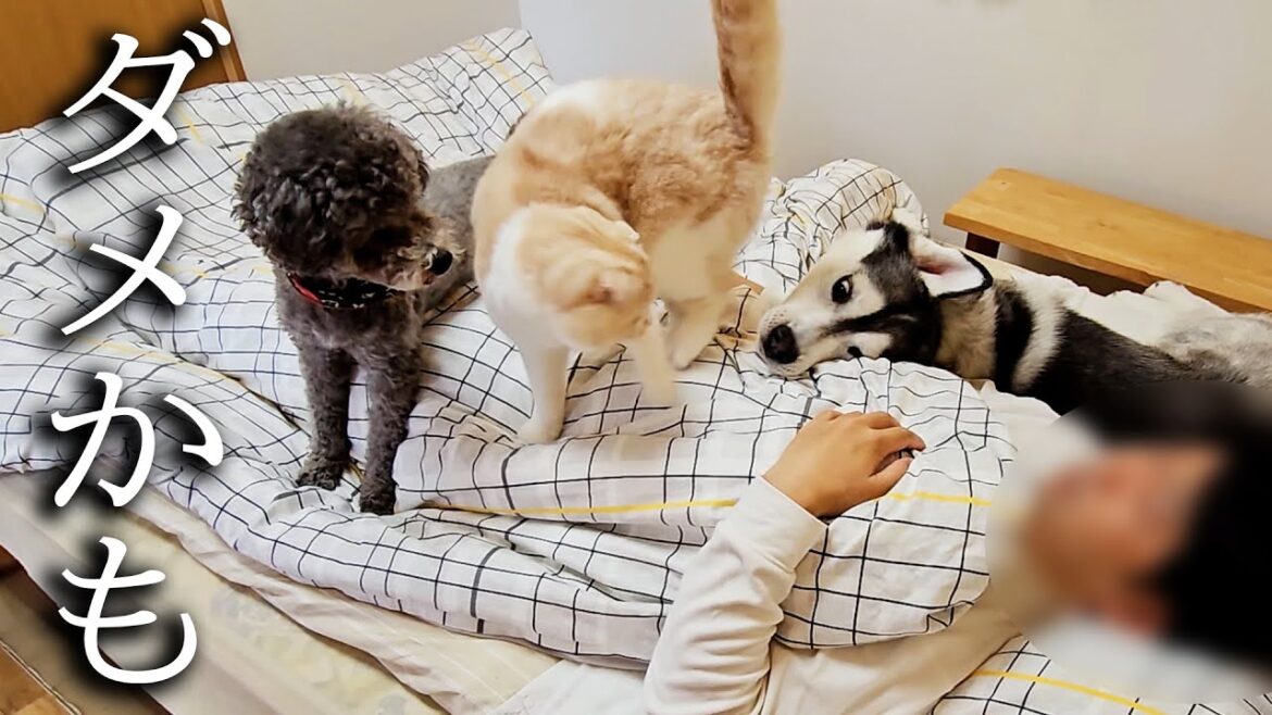 体調不良で倒れてたら飼い主を看病してくれる猫と犬に涙が溢れました...