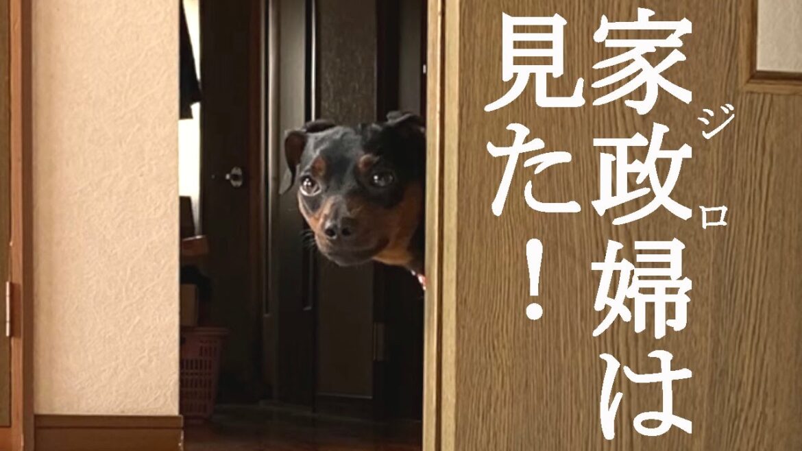 家政婦は見た！状態のジロ【ミニピン】【ミニチュアピンシャー】