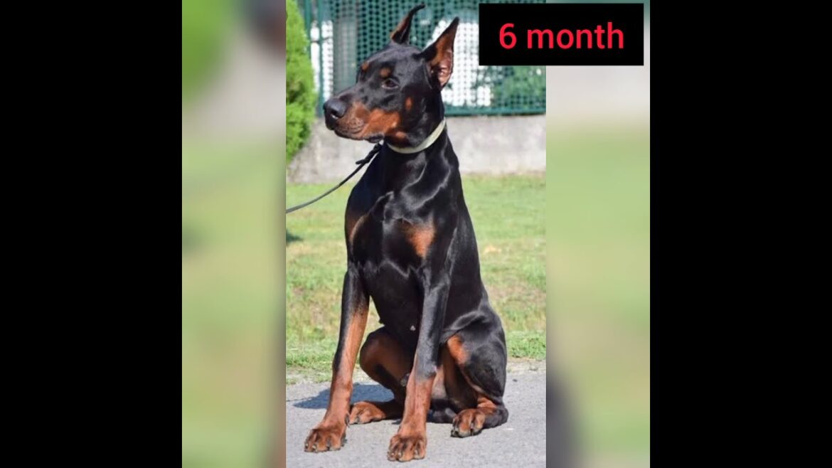 Transformation of doberman pinscher 1month to 1 year #short  #trending #dobermanpinscher #status