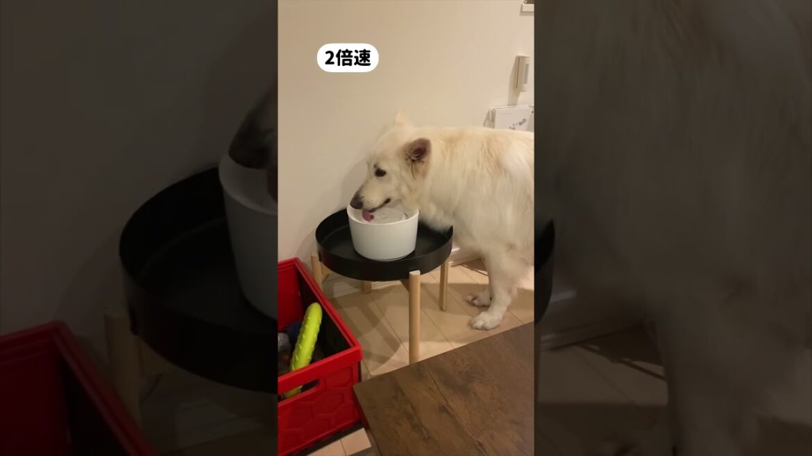 お水を多めに飲んで寝る用意をするホワイトシェパードのれお