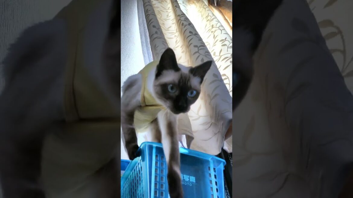 術後服を着てピョーンと飛ぶ幼いシャム猫 #Shorts @CuteWoo