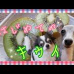初めてキウイを食べたチワワとイタリアングレーハウンド（イタグレ）～Chihuahua and Italian Greyhound ate kiwi for the first time～