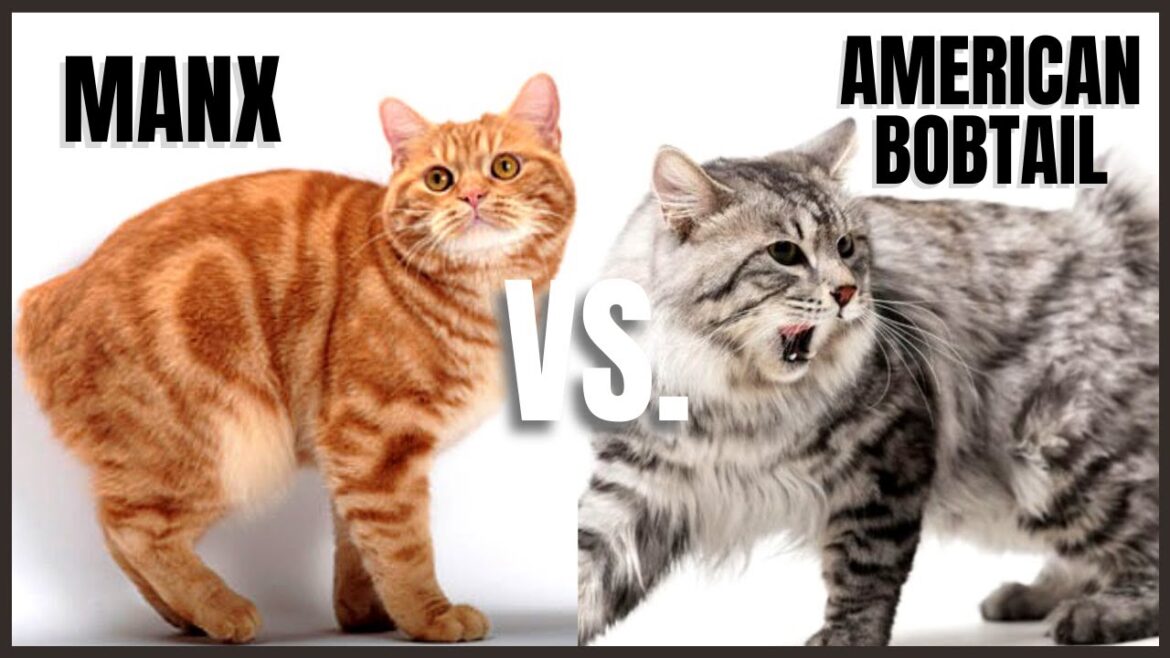 Manx Cat VS. American Bobtail Cat
