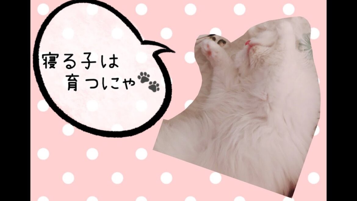 寝る子は育つ🐾ラガマフィンRIMUのねこLIFE