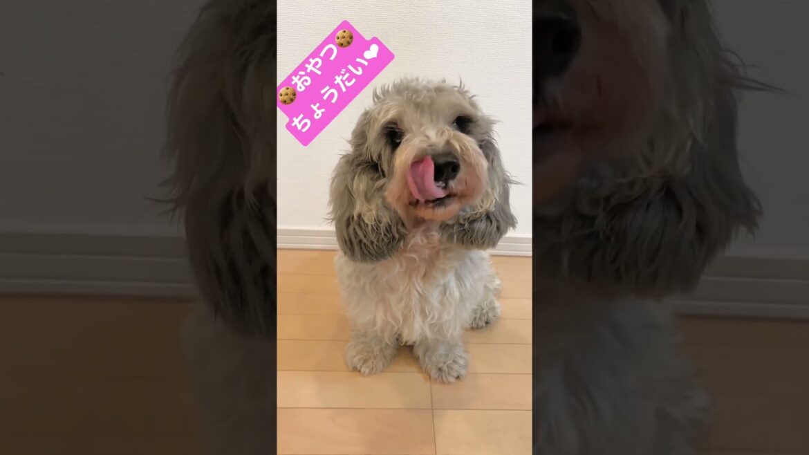 「🍪おやつ🍪ちょうだい❤︎」#shorts  #dog #petitbasset #プチバセット #犬 #cute #いぬのきもち #bitstarアカデミー