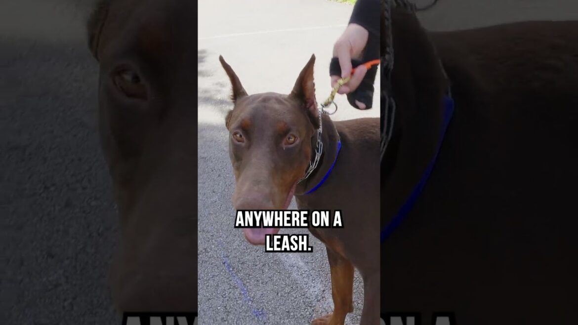 11 Month Old Doberman with Horrible Leash Reactivity