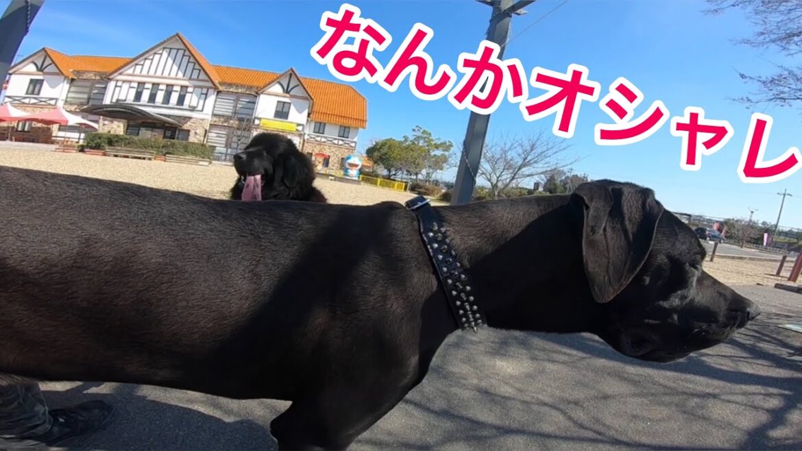 愛犬とお出かけデート❤ BOSS＆Queen 超大型犬 ニューファンドランド グレートデーン パピー newfoundland dog Great Dane dog giant dog 渡辺 ボス