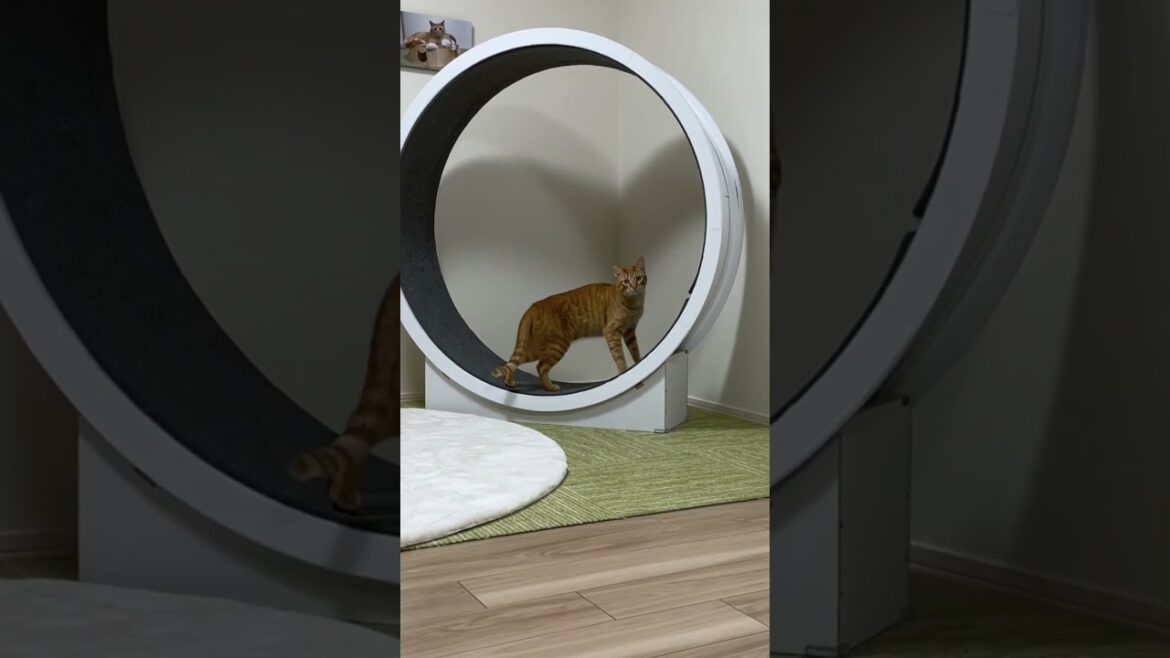 とにかく様子がおかしい猫がこちら...笑　#shorts