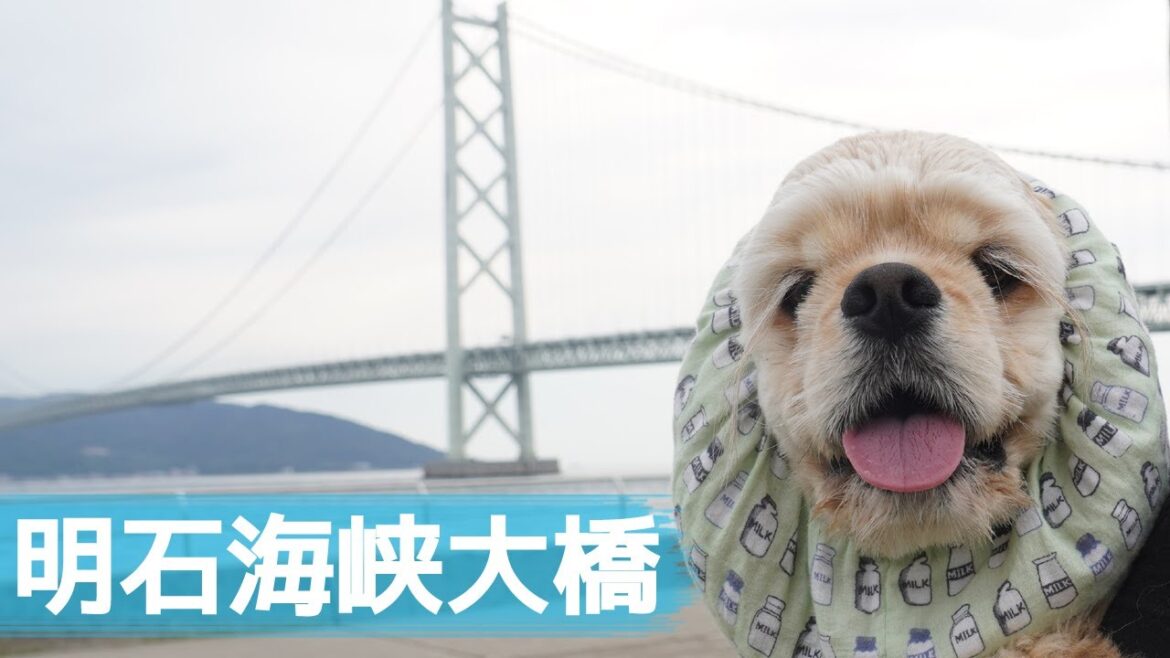 四連休なので明石海峡大橋に行ったアメリカンコッカースパニエル