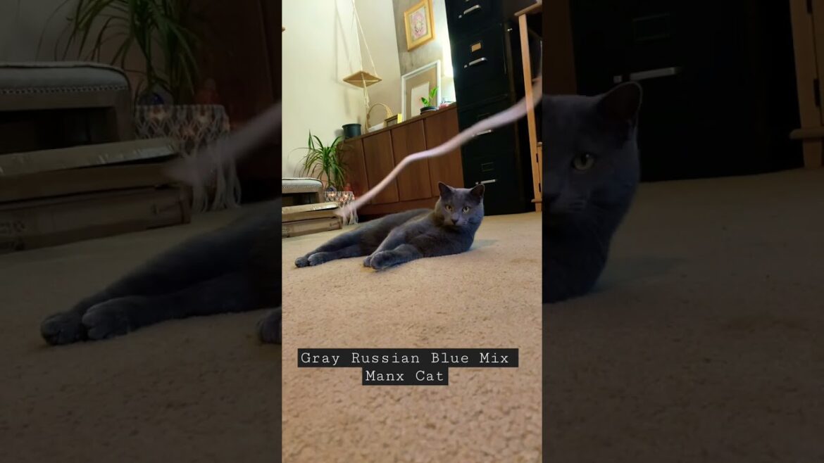 Gray Russian Blue Mix Manx Cat playing with string