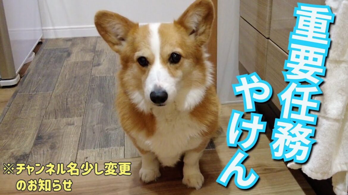 ごはん時になると台所にパトロールに来るコーギー犬