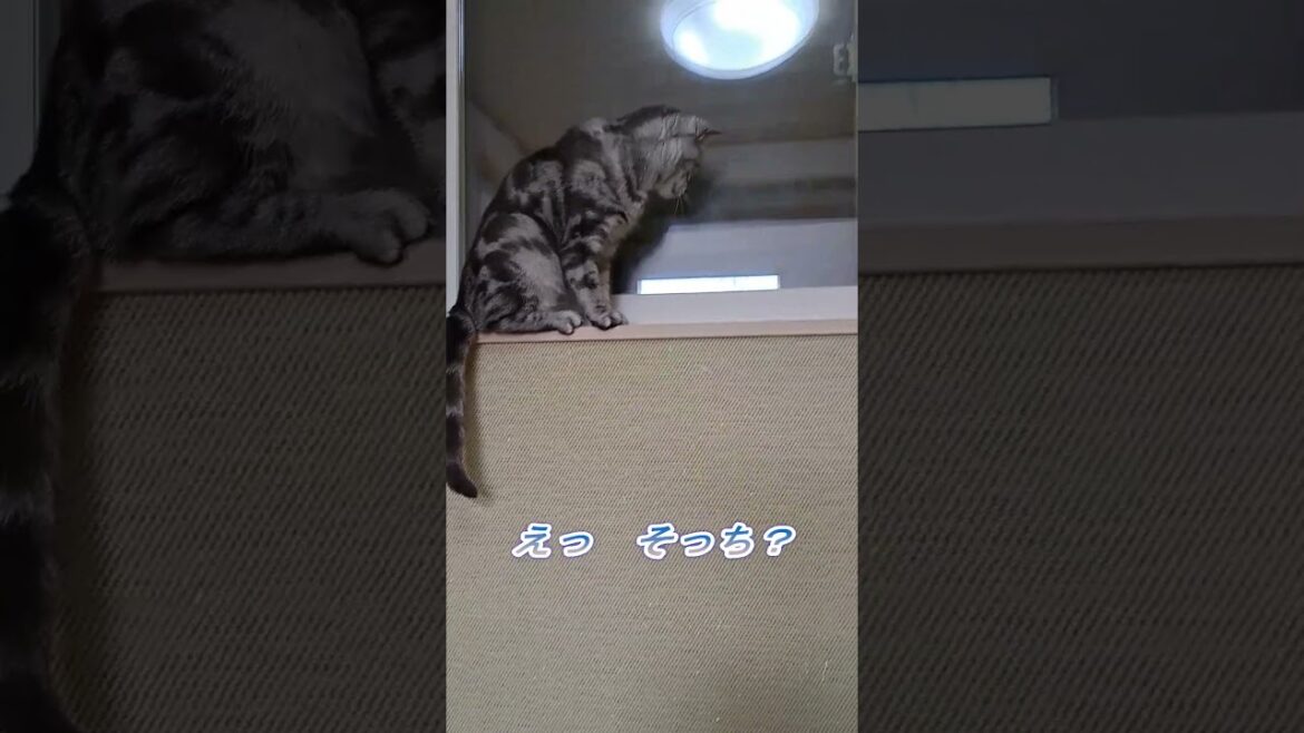 窓に映ったおもちゃに反応する猫_ #Shorts #ねこ #cat #kitty