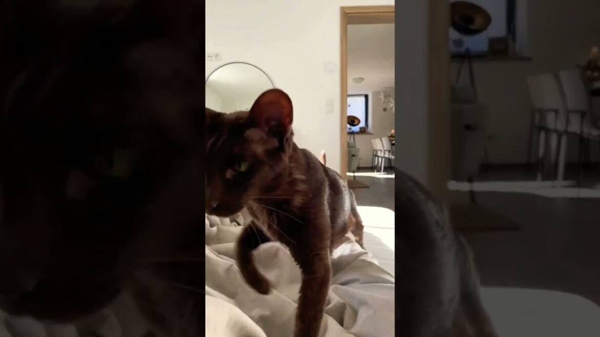 Havana brown needs cuddles 💕🐾 #havanabrown #cats #shorts #youtubeshorts