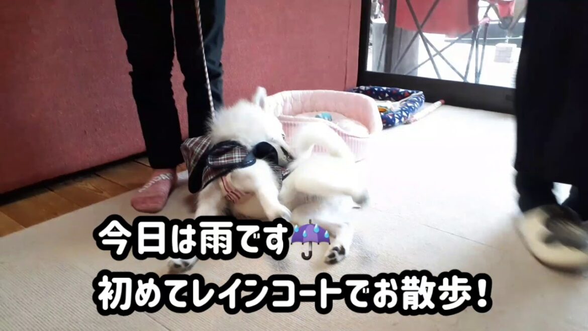 【日本スピッツLaLa】子犬　初の雨の日の散歩「レインコート着たよ」