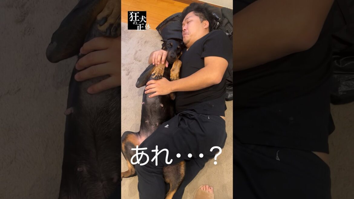 ドーベルマンとお昼寝のはずが、まさかのハプニング！