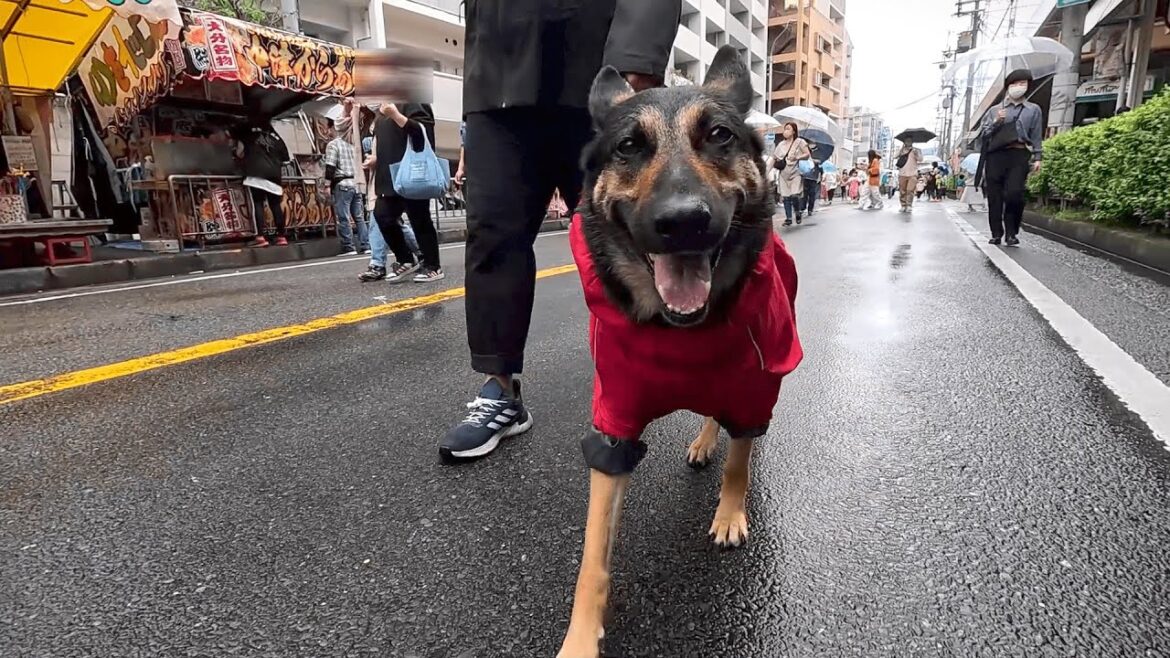 雨でもウキウキ!歩行者天国のお祭りが楽しすぎました!【ジャーマンシェパード】 雨でもウキウキ!歩行者天国のお祭りが楽しすぎました!【ジャーマンシェパード】