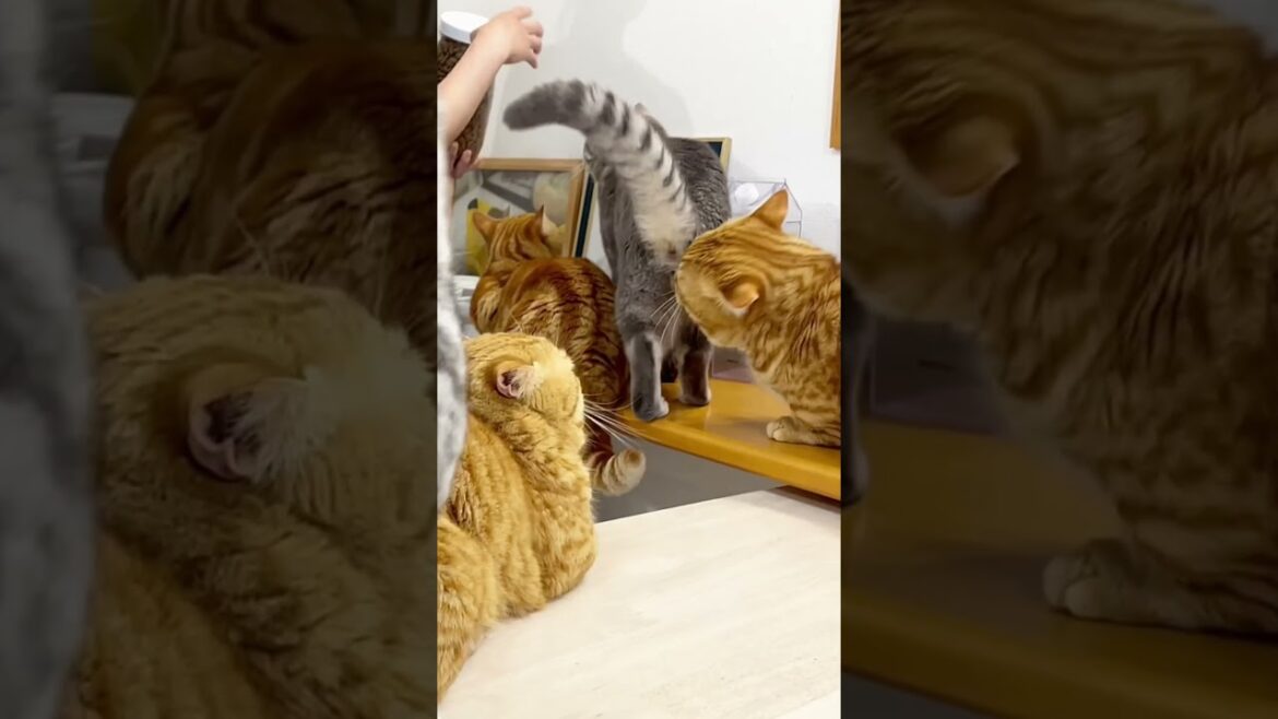 マンチカンのパンチは決して当たらないのでパンチしたことに気づかれていない #shorts