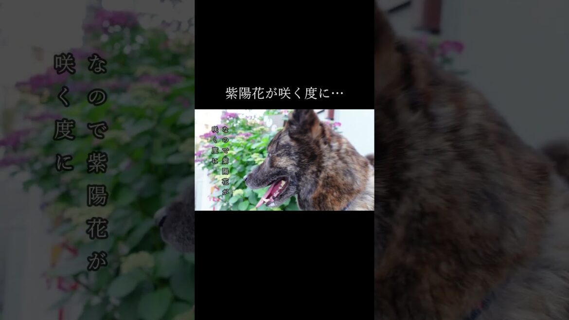紫陽花の下には・・・【甲斐犬・柴犬】 #shorts